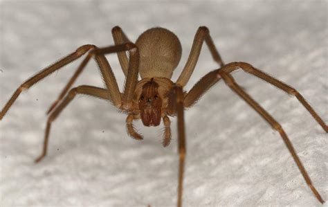 Is Your Denton Home At Risk For Brown Recluse Spiders