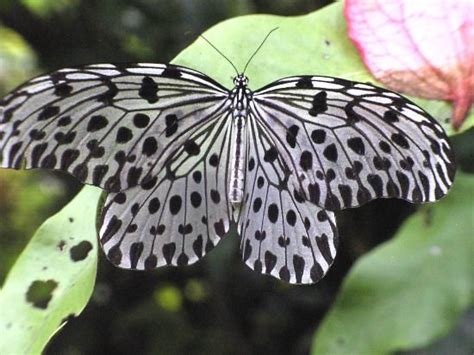 Do you see any omissions, errors or want to add information to this page? Kuala Lumpur Butterfly Park; Malaysia | Butterfly park ...