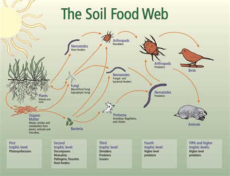 The presence of predators in the food web reflects their food source, ie. USDA NRCS - Natural Resources Conservation Service