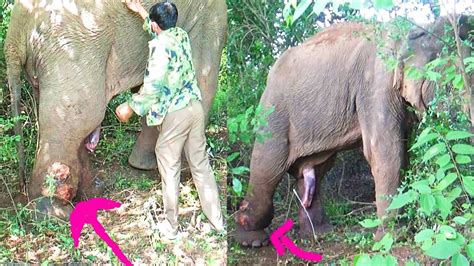 Attempt To Save Severely Injured Elephant From Deadly Snare Life