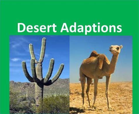 Desert Plants And Animals Adaptations For Kids Animal Adaptations