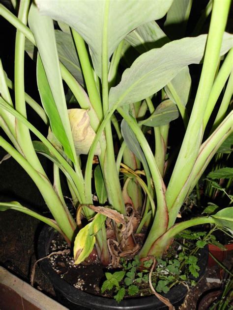 We did not find results for: Musella lasiocarpa - Golden Lotus - Garten- und ...