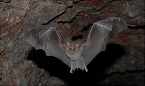 Where Bats Live Bats Us National Park Service