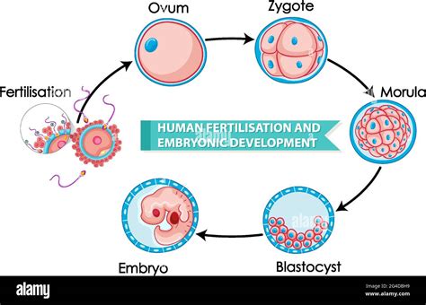 Ilustración De La Fertilización Humana Y El Desarrollo Embrionario