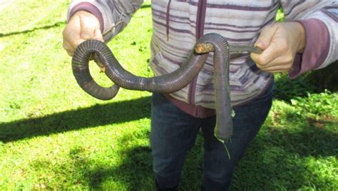 The Giant Gippsland Earthworm Critter Science