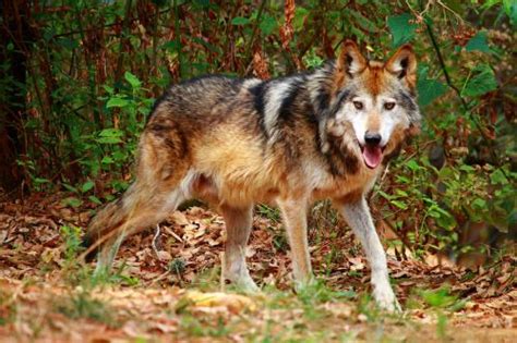 Canis Lupus Baileyi With Different Colorations And Markings Canis