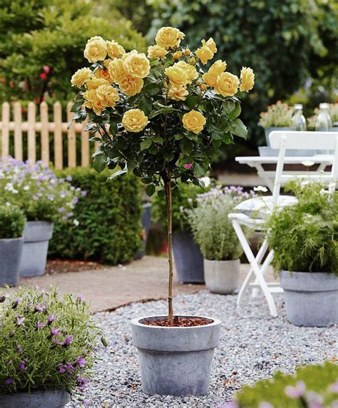 Sunny Knockout Rose Tree Form In 2020 Knockout Rose Tree Rose