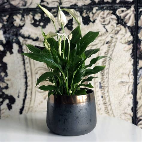 Large, with drain hole, and it surprising light. Bronze Shaded Ceramic Indoor Plant Pot | Indoor plant pots ...