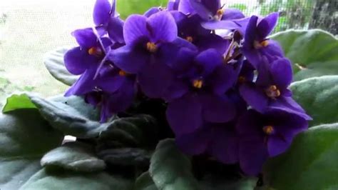 African violet society of america the african violet society of america is an international society of plant enthusiasts who promote the cultivation of african violets (streptocarpus sect. 💐My beautiful purple African Violet flowers houseplant💐 ...