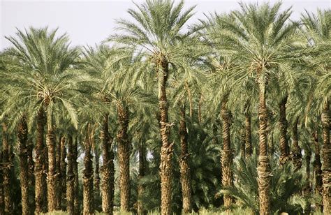 An Oasis Of Palm Trees In The Desert Photograph By George Rose