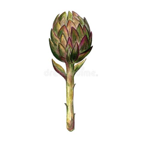 Hand Drawn Illustration Of Artichoke Stock Illustration Illustration