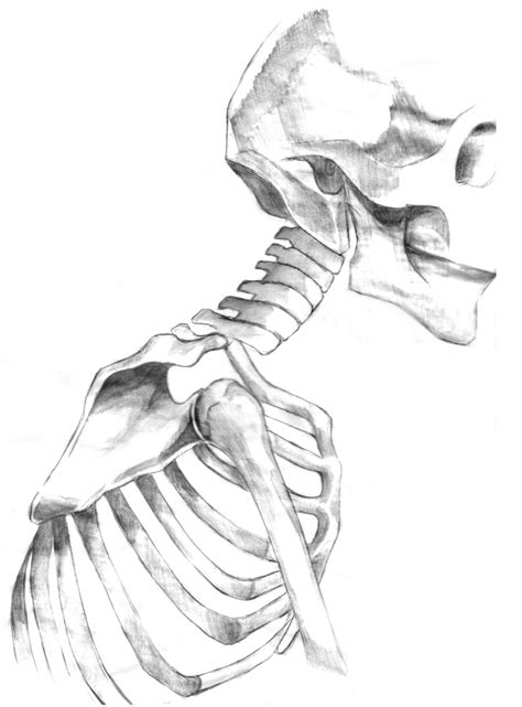 Human Bones Sketch At Explore Collection Of Human