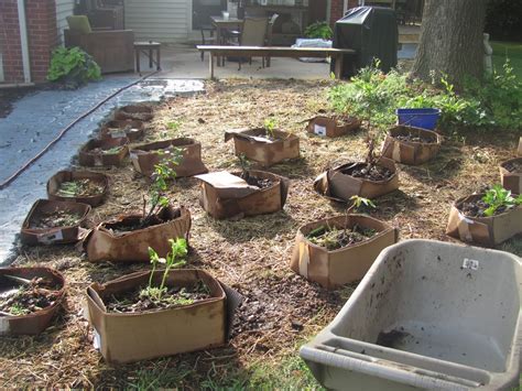 You can't argue with nature. meinlessmatters: My no till cardboard gardening method