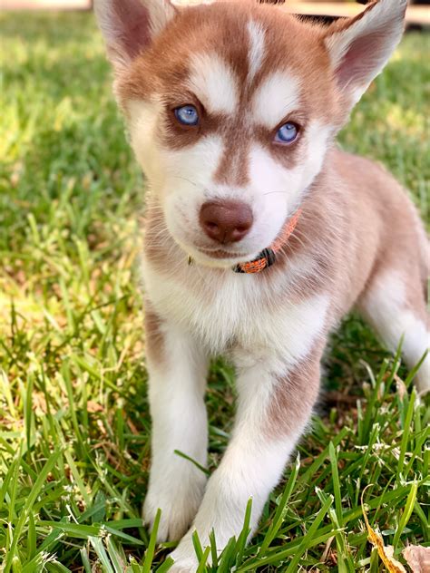 The typical alaskan husky of that time was a heavy dog composed of a saint bernard mix. Alaskan Husky Puppies For Sale | Yvonne Drive, TX #304070