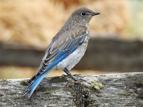 Mountain Bluebird Identification All About Birds Cornell Lab Of