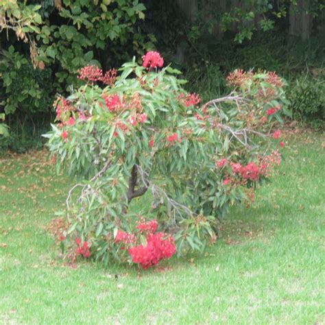 Corymbia Ficifolia Syn Eucalyptus Ficifolia Red