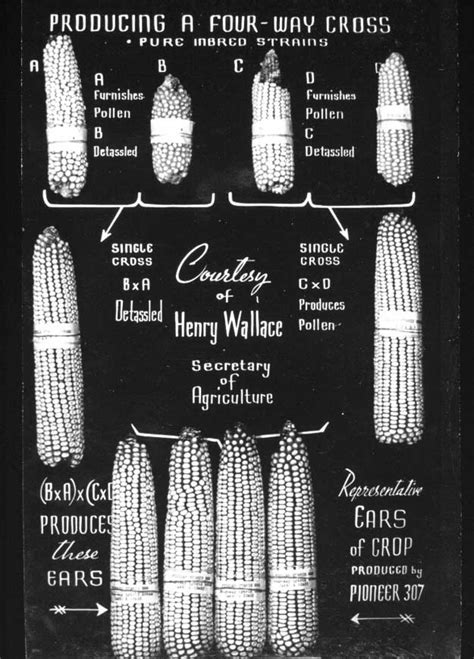 A Brief History Of Corn From Domestication To 1995 Pioneer Seeds