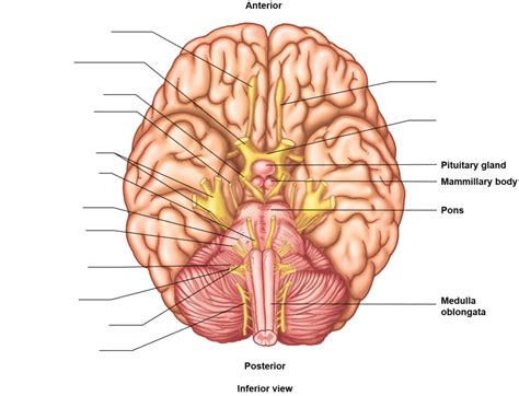 Exam 2 Cranial Nerves Diagram Quizlet