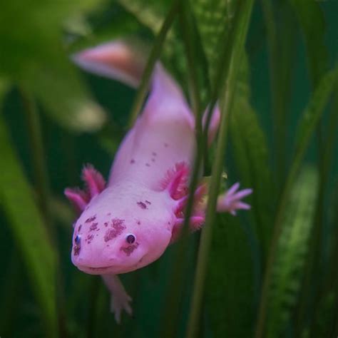The Axolotl Also Known As A Mexican Salamander Ambystoma Mexicanum Or