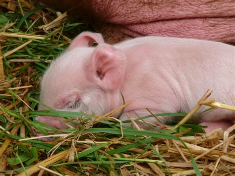 무료 이미지 잔디 단 귀엽다 자고있는 담홍색 아가 동물 상 새끼 돼지 척골가 있는 국내 돼지 포유 동물과