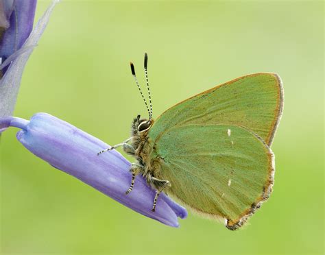 Green Hairstreak | Butterfly Conservation