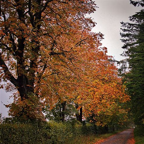 Autumn Trees Jeansnaps Blipfoto