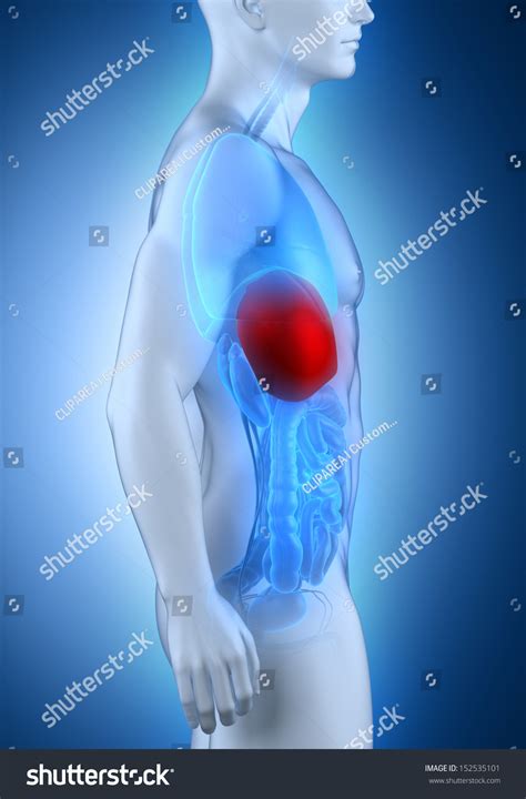 Male Liver Anatomy Lateral View Stock Photo 152535101 Shutterstock
