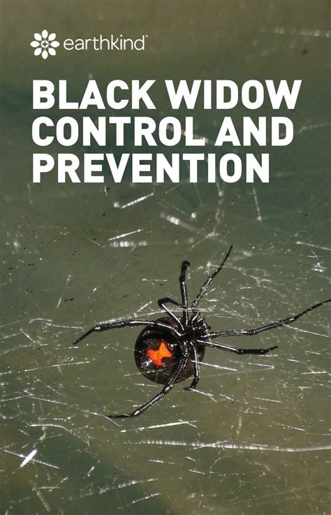 Black Widow Spider Prevention Drmendne