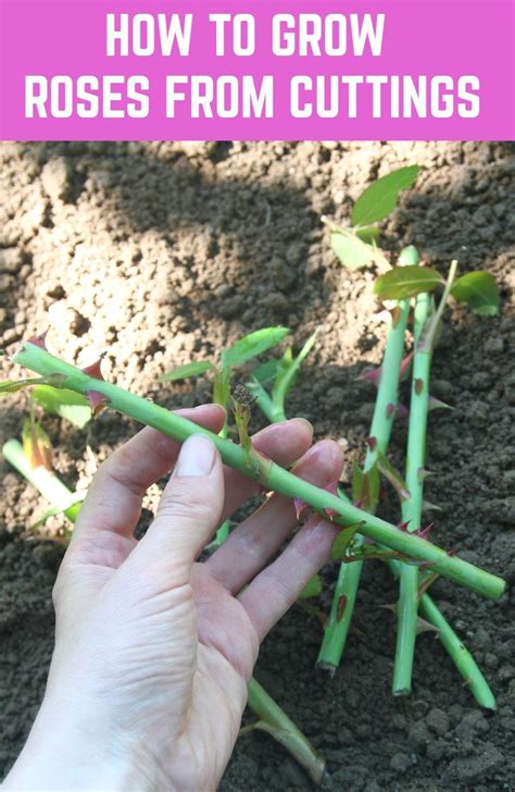 How To Grow Roses From Cuttings Rose Cuttings Rose Plant Care Growing Roses