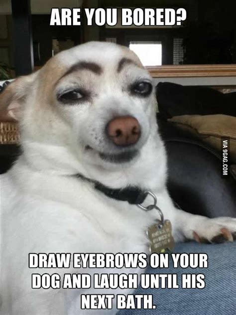 dogs dont  eyebrows gag