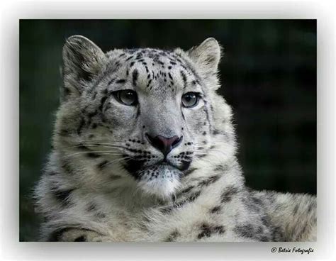 Pin De Thayna Bandeira En Leopardo Das Neves Snow Leopard Leopardo