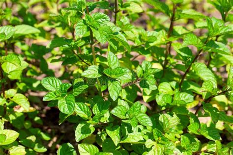 Mentha Plant In Tghe Garden Stock Image Image Of Nature Gardening