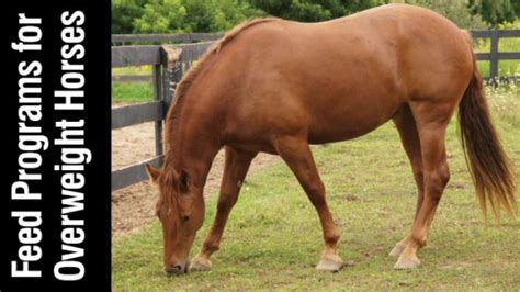 Overweight Horse Formulating A Feed May Be The Solution