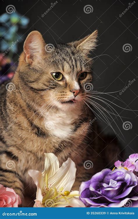 Tabby Cat And Flowers Stock Image Image Of Flower Adorable 35260339