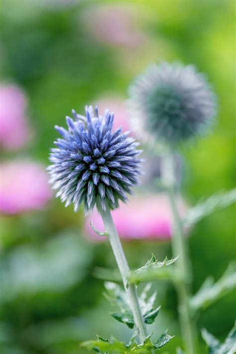 We did not find results for: 15 of the Most Underused Perennials for Your Garden ...