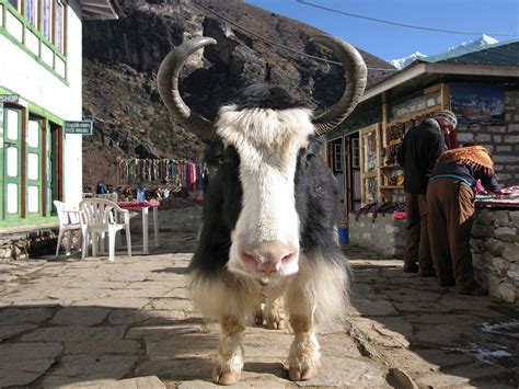 Pet Yak - Anna Blog
