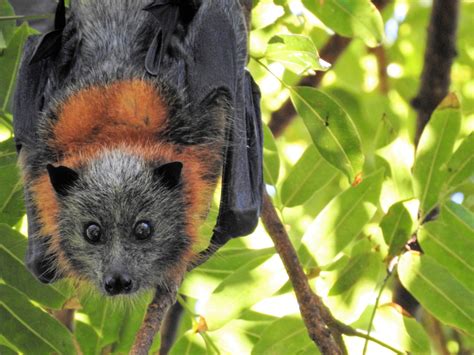 Grey Headed Flying Fox Australian Conservation Foundation