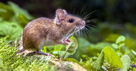 Cara Mengusir Tikus Secara Alami Lintangsorecom