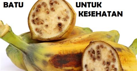 Check spelling or type a new query. Manfaat dan Khasiat buah pisang batu / pisang klutuk ...