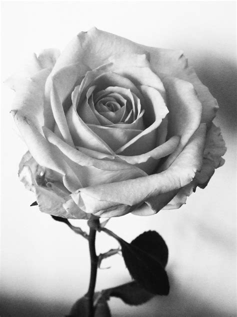 Free Roses In Black And White Download Free Roses In Black And White