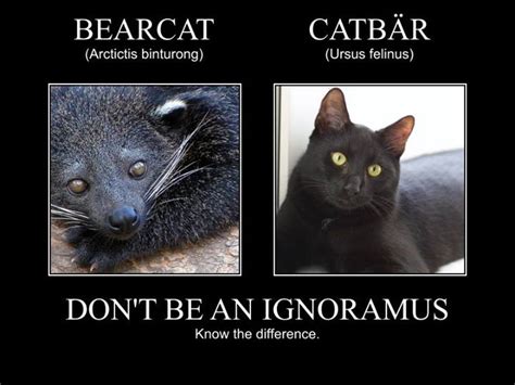 Bearcat Vs Catbär Learn The Difference It Could Save Your Life