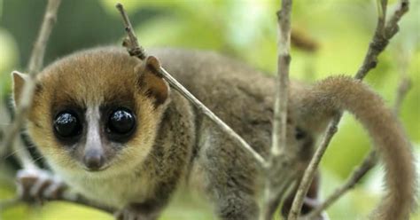 Climate Change Threatening Madagascars Lemurs Cbs News