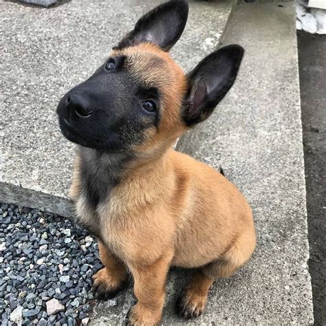 A Small Brown And Black Dog Sitting On Top Of A Cement Floor Next To Gravel