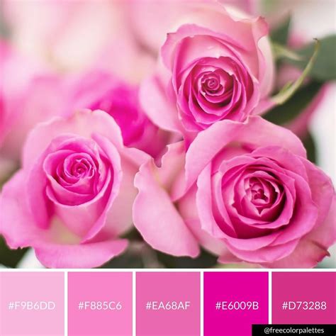 Pink Roses Color Palette Inspiraton Great For Digital Art And Brand