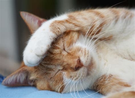 Noticing signs of illness and intervening right away could mean the difference between life and death for your kitty. Cat Cold Remedies | Remedies for Cat Sneezing and Runny ...