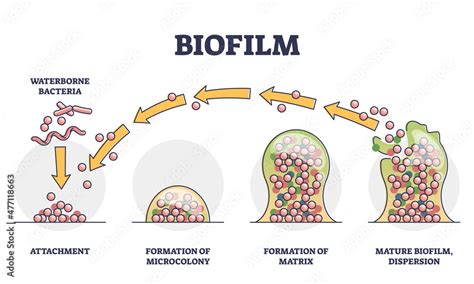 Biofilm Formation Stages With Development And Dispersion Outline