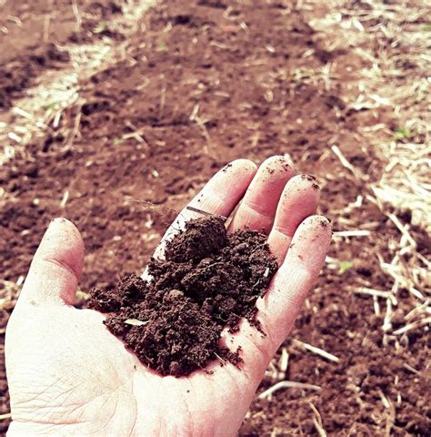Cultivating Soil Health Garden Farm Or Homestead • Runamuk Acres