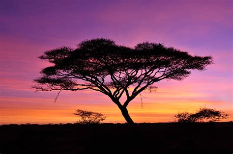 Acacia Tree In Africa