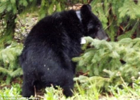 Boo Boo Bear Cub With Burnt Paws Released Back Into The Wild Nine
