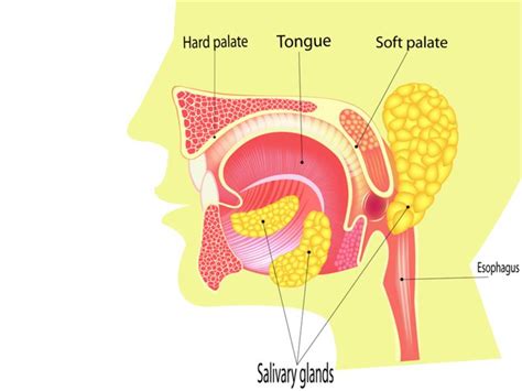 Salivary Glands — Lesson Science Cbse Class 7